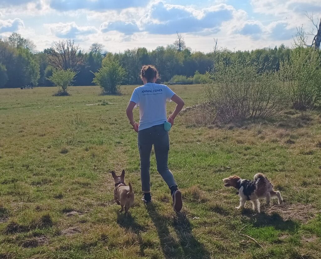 comportementaliste-educateur-canin-boissy-saint-leger-94