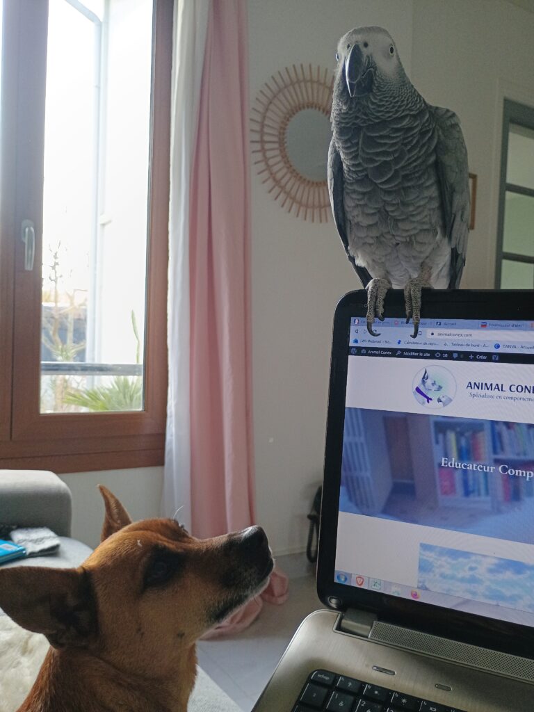 comportement éducateur canin val de marne 94 boissy-saint-léger