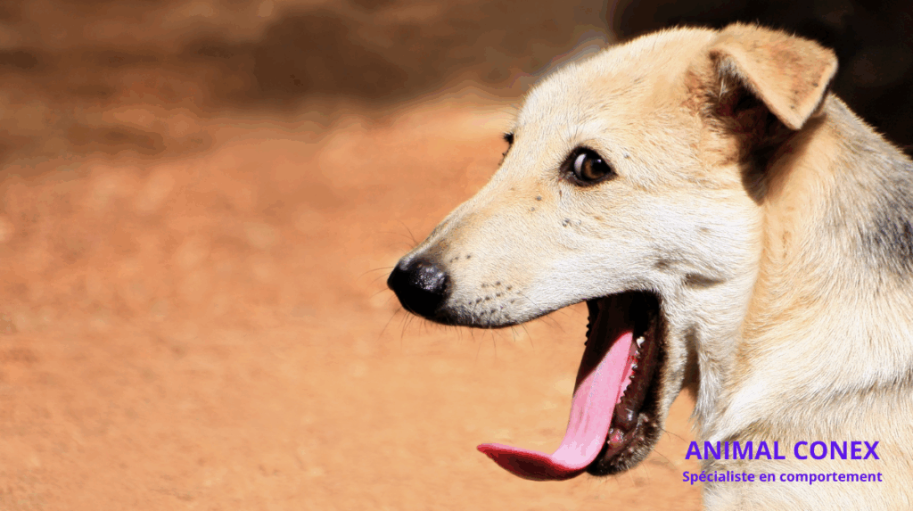 Les signaux d’apaisement chez le chien : le langage silencieux que chaque propriétaire devrait connaître ANIMAL CONEX Commentsavoirsimonchieneststresse 1 1024x573