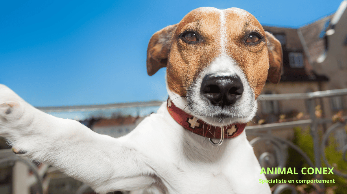 Comportement Canin : Comprendre et Éduquer Votre Chien | Animal Conex