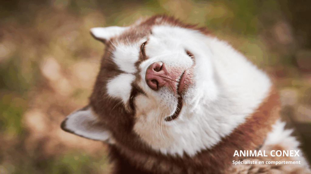 Science Du Comportement Canin Comprendre Votre Chien Pour Mieux Eduquer ANIMALCONEX94 COMPORTEMENTALISTE EDUCATEUR CANIN 1024x573