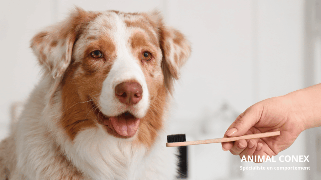 Séance Individuelle de Medical Training : Transformer la Peur en Coopération Seance Individuelle De Medical Training Transformer La Peur En Cooperation ANIMALCONEX 94 COMPORTEMENTALISTE EDUCATEUR CANIN 1024x573