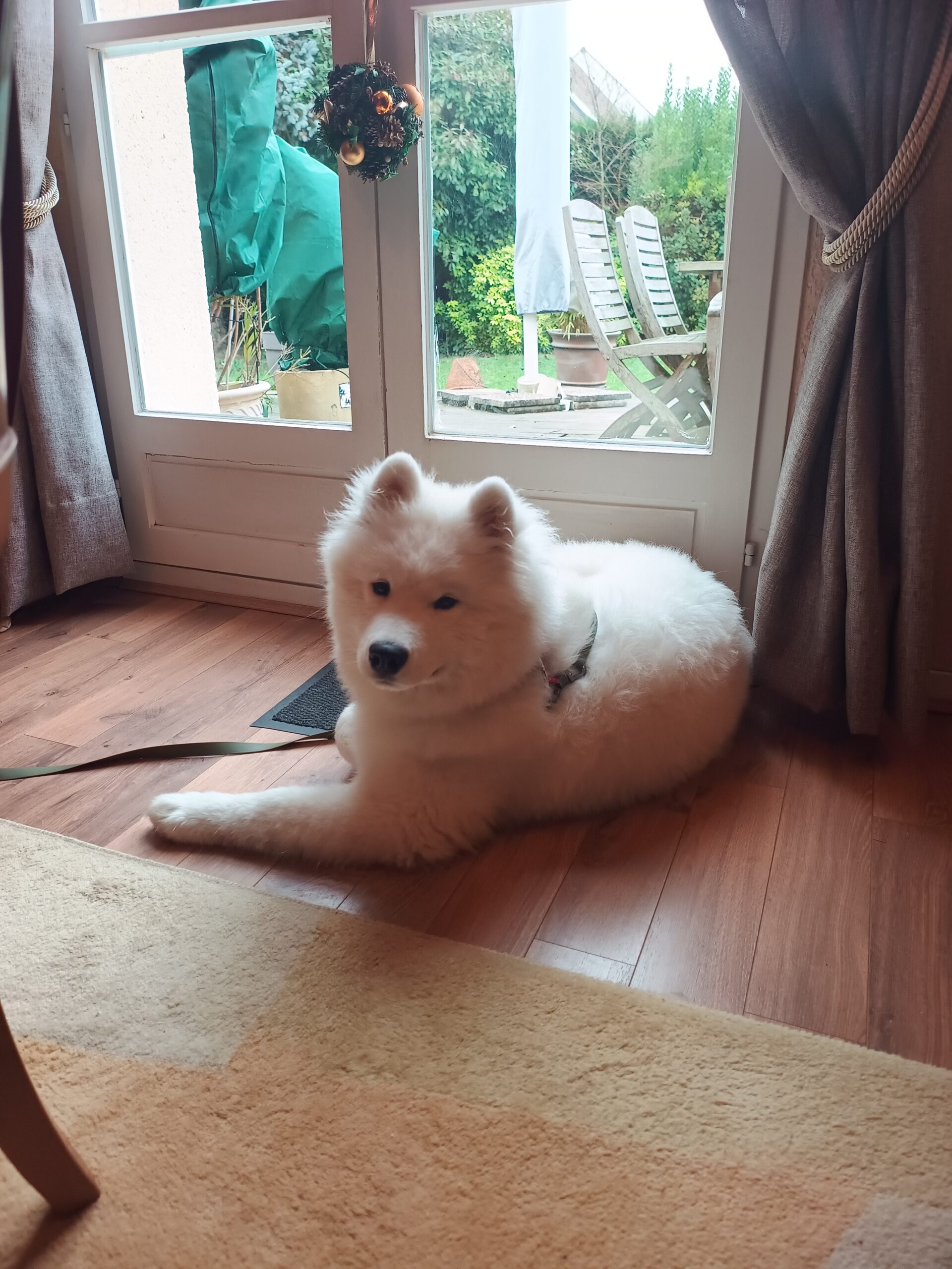 Accueil allan samoiede martha de almeida comportementaliste educateur canin 94