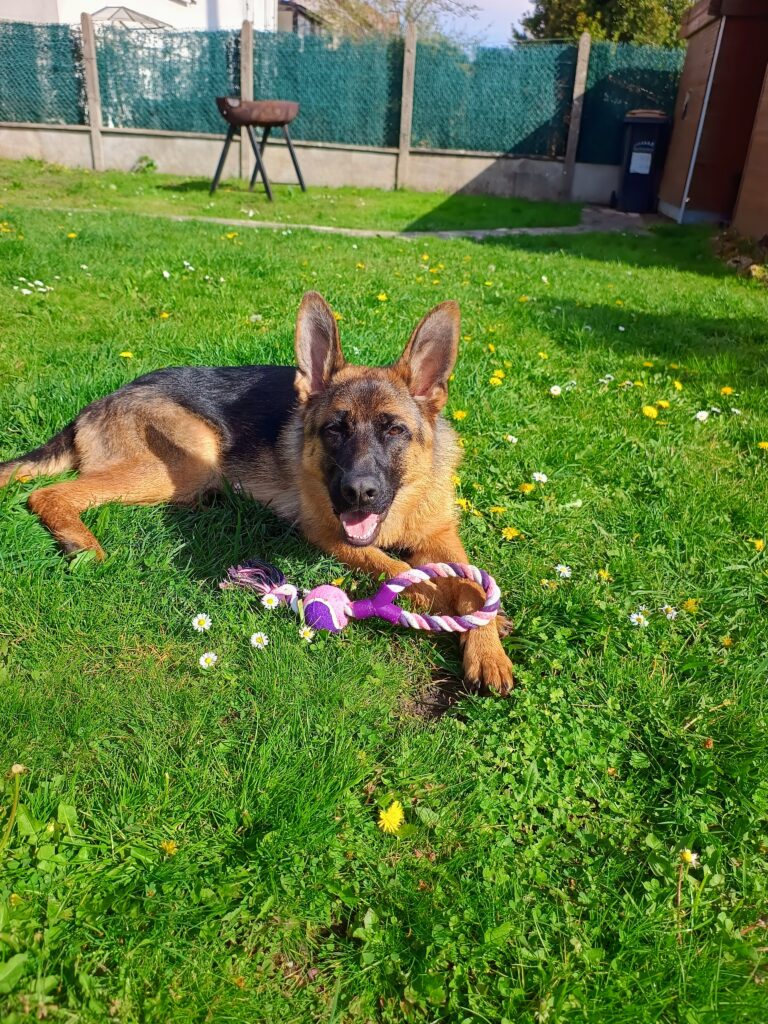 berger allemand alaska martha de almeida comportementaliste educateur canin 94 (2)