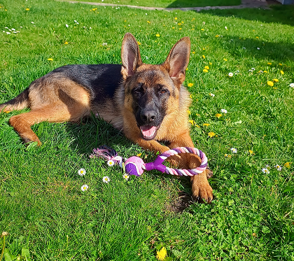 berger allemand alaska martha de almeida comportementaliste educateur canin 94 (2) copie