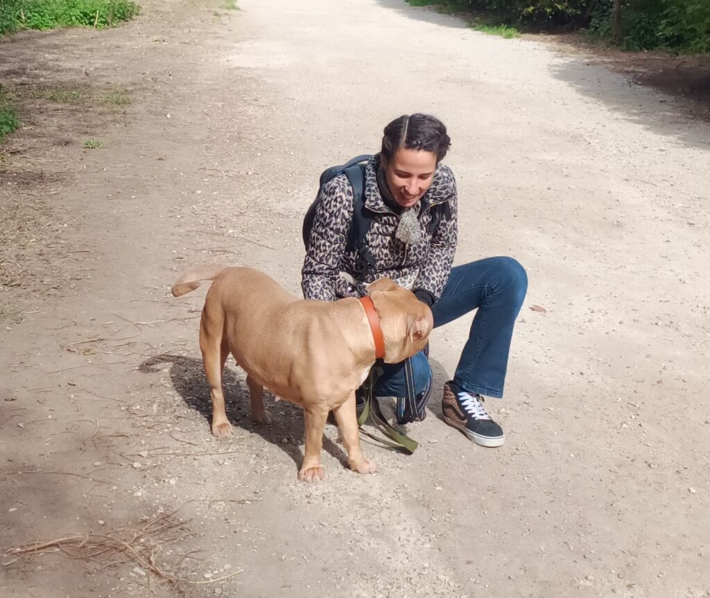 molosse animalconex comportementaliste canin val de marne 94 1 copie (2)