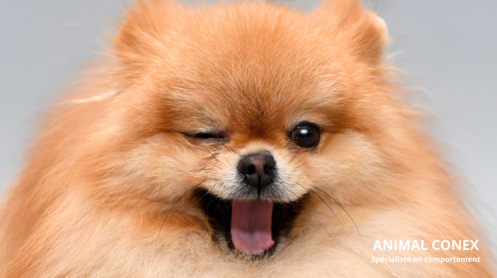 malpropreté du chien animal conex comportementaliste educateur canin val de marne 94