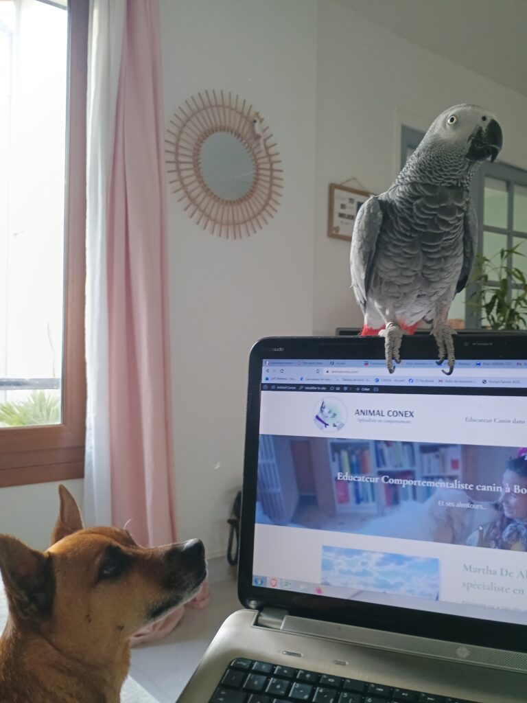 Accueil neo carmen visio 1 martha de almeida comportementaliste educateur canin 94