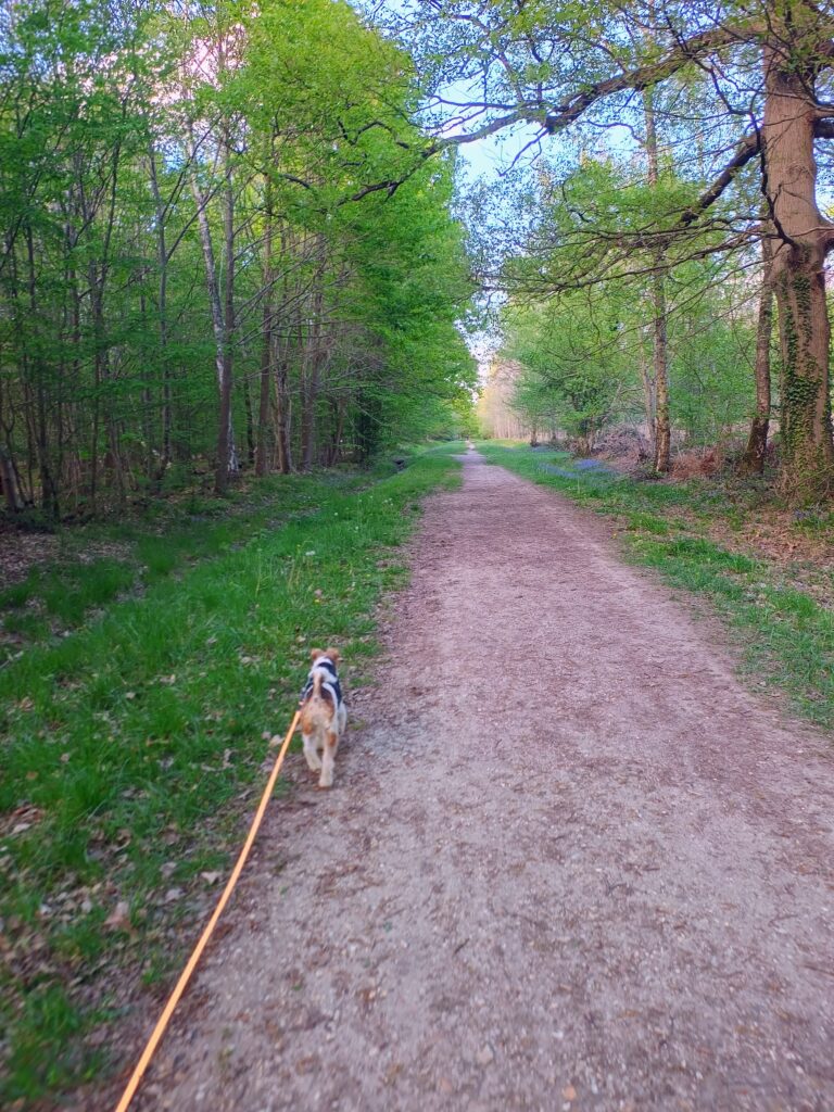 suki fox terrier balades canines boissy saint lerger animal conex comportement canin martha de almeida