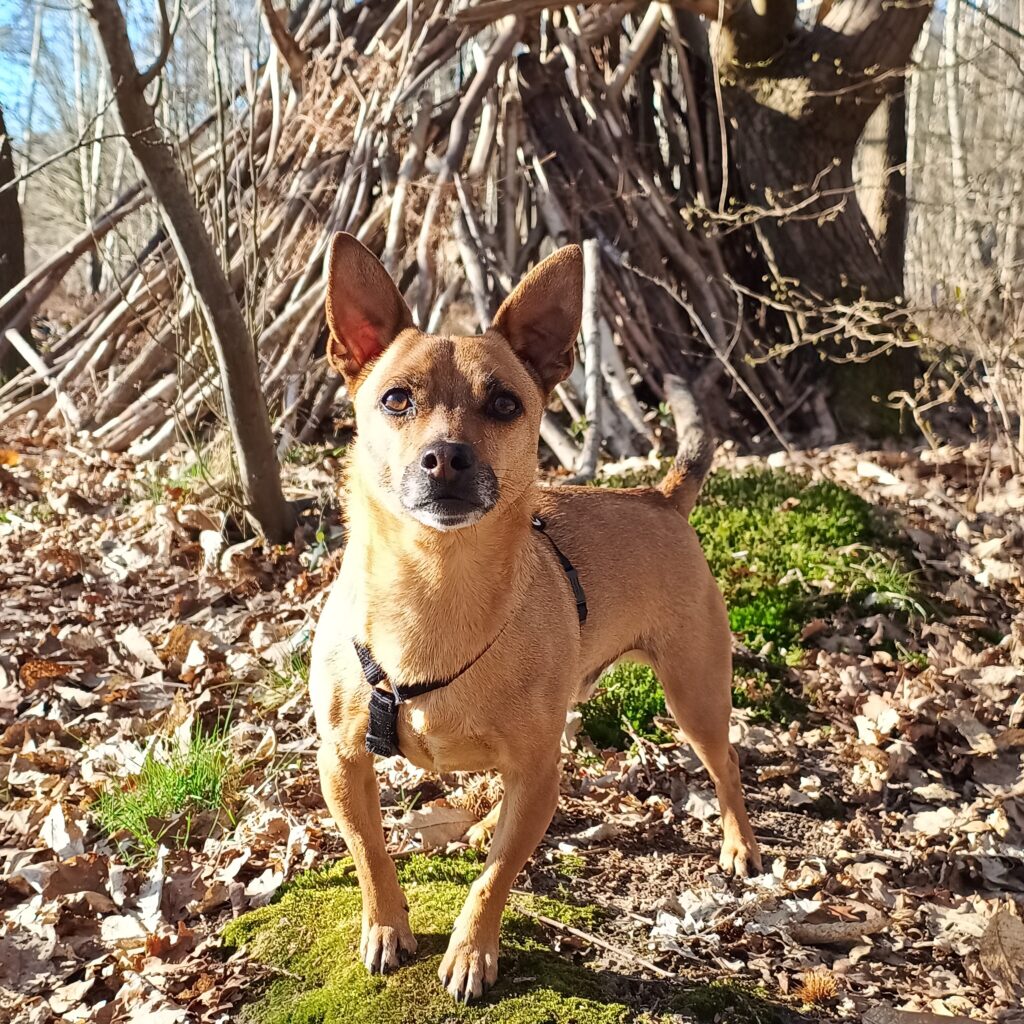 specialiste-comportement-canin-val-de-marne-94