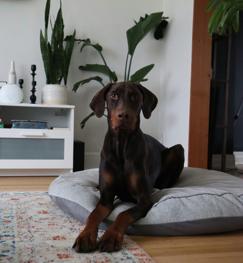 A sleek Doberman relaxing on a cozy bed in a stylish living room with plants.