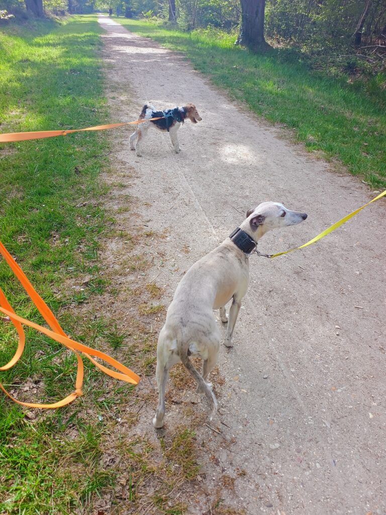 balades canines comportementaliste educateur canin val de marne martha