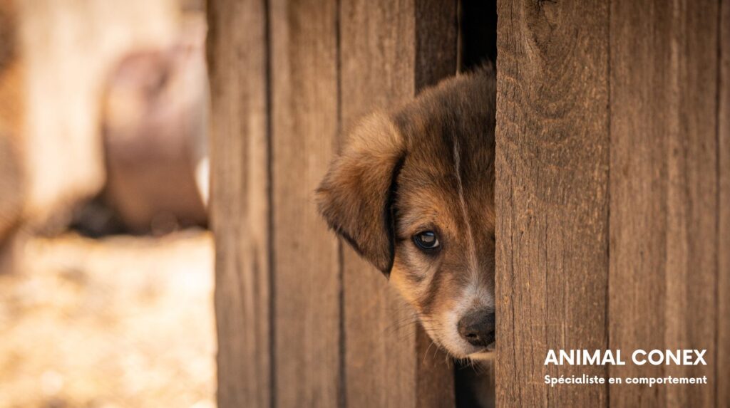 adoption aide avant apres animal conex