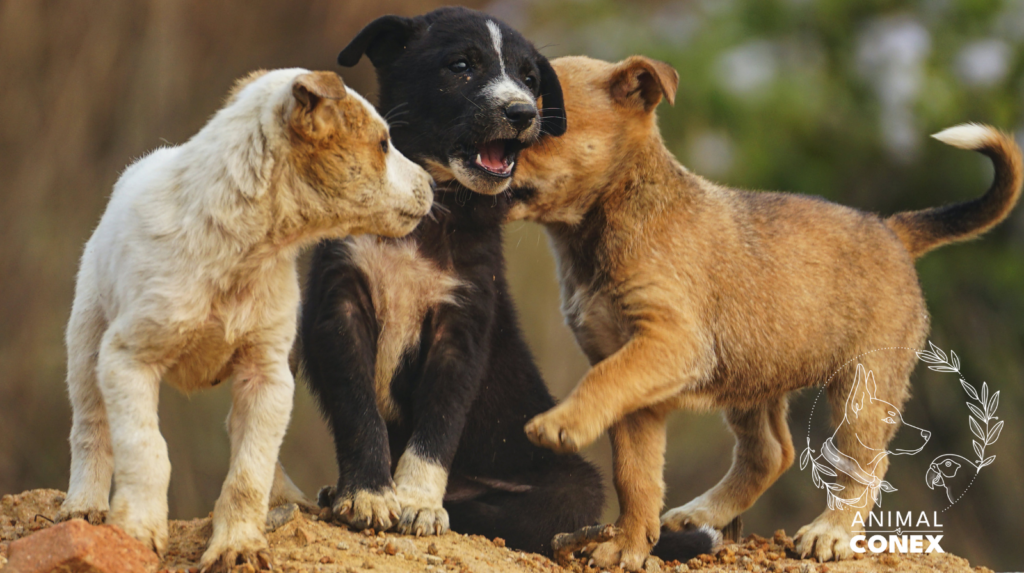 comment socialiser un chiot animal conex martha aba le guide complet pour construire un binôme de confiance