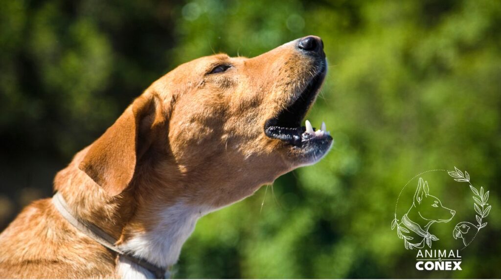 mon chien aboie tout le temps pourquoi et comment agir efficacement animal conex martha 94