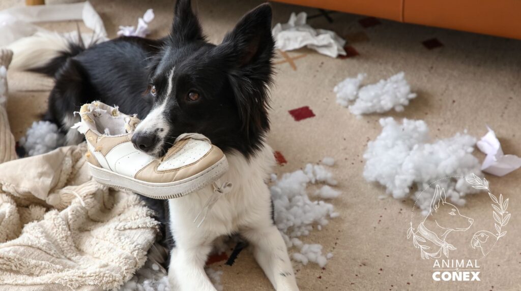 mon chien détruit tout martha de almeida animal conex 94 comportementaliste