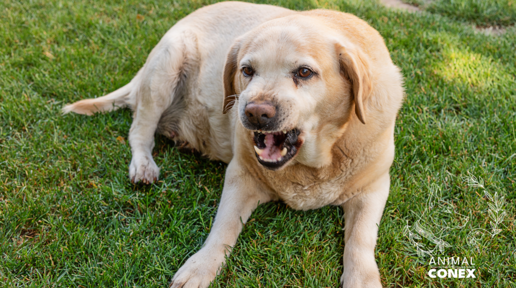 pourquoi mon chien grogne animal conex martha