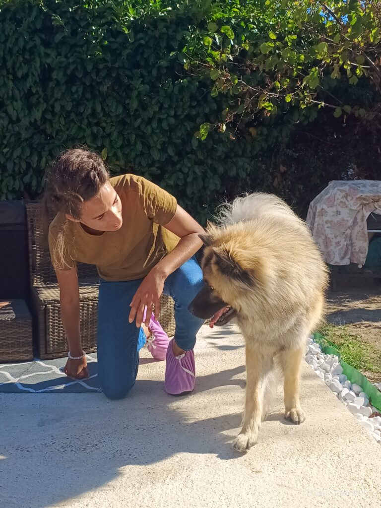animal conex comportementaliste canin val de marne 94 martha de almeida aba (11)
