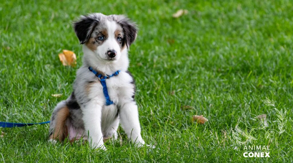 comment preparer l arrivee d un chiot animal conex martha val de marne 94