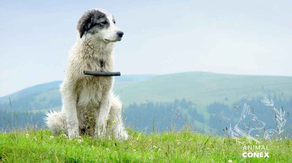 martha de almeida besoins fondamentaux du chien mieux coopérer